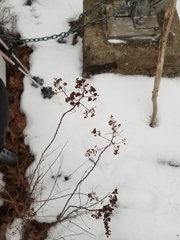 Spiraea alba latifolia