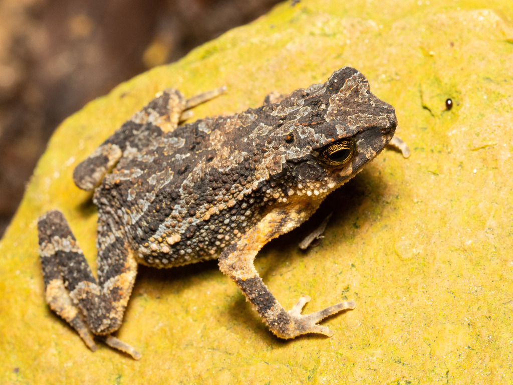 Golden-crested Dwarf Toad