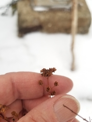 Spiraea alba latifolia