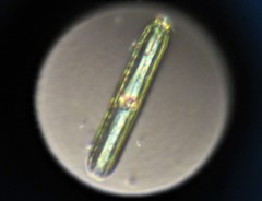 Pinnulariaceae