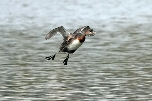 iNaturalist observation photo of Pied-billed Grebe