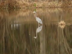 Ardea herodias