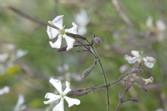 Silene nutans