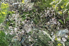 Silene nutans