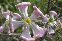 Silene paradoxa