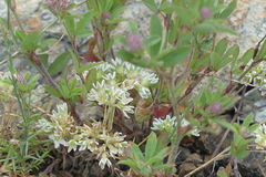 Scleranthus perennis