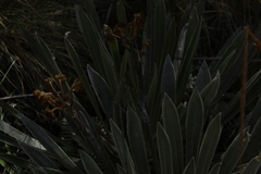Espeletia boyacensis