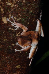 Polypedates colletti