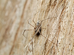 Tamopsis fickerti