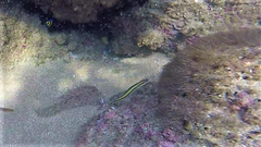 Plagiotremus azaleus