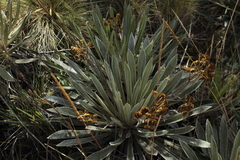 Espeletia boyacensis
