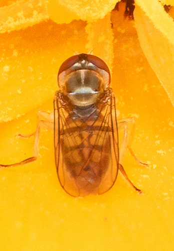 Unknown species found near Culpeper County, VA, USA