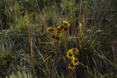 Espeletia boyacensis