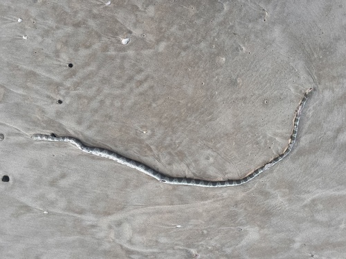 Elegant Sea Snake sighting