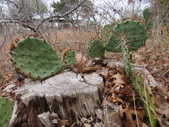 Opuntia gilvescens