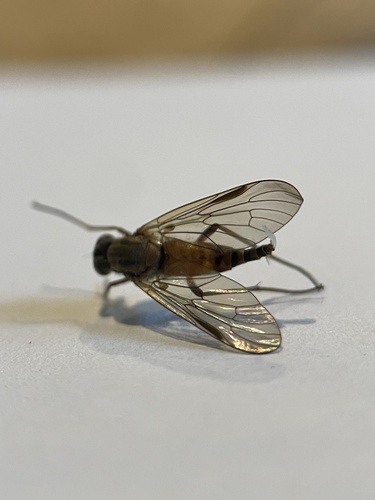 Unknown species found near Vashon Island, Vashon, WA, US