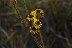 Espeletia boyacensis