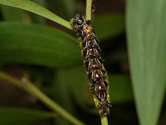 Jalmenus evagoras