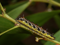 Jalmenus evagoras