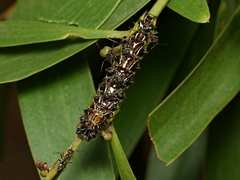 Jalmenus evagoras