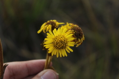 Espeletia boyacensis