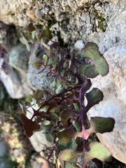 Sonchus oleraceus
