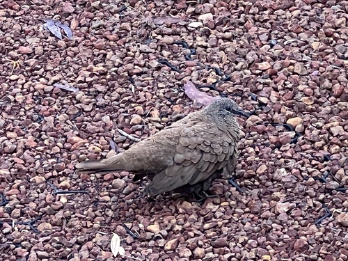 White-quilled Rock Pigeon (Petrophassa albipennis), photo 6