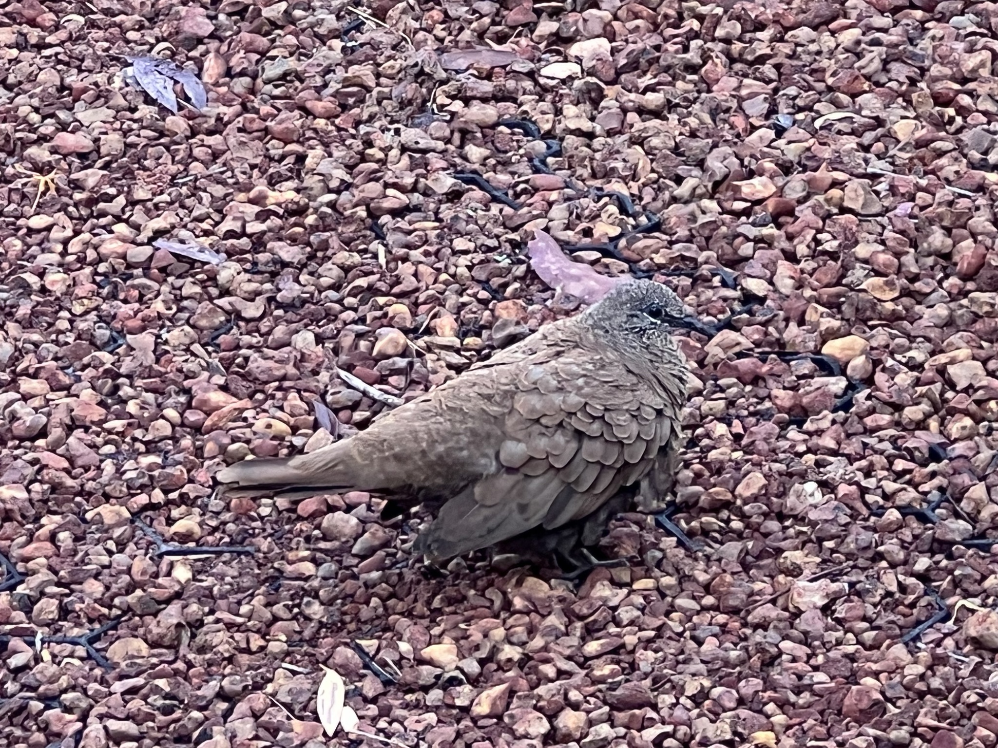 White-quilled Rock Pigeon (Petrophassa albipennis), photo 8
