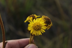 Espeletia boyacensis