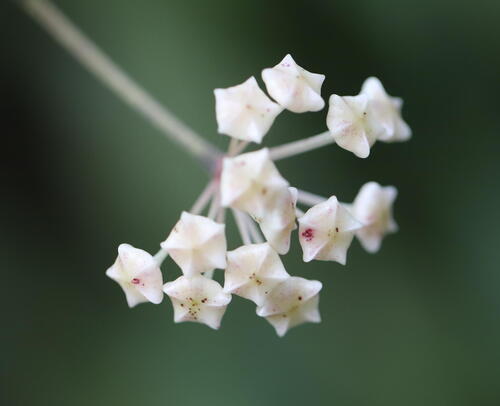 Ridley's hoya (Hoya verticillata)