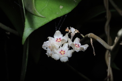 Hoya verticillata, photograph (c) Steven Bodzin, some rights reserved (CC BY)