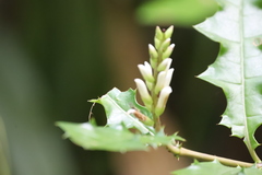Acanthus ebracteatus, photograph (c) Steven Bodzin, some rights reserved (CC BY)