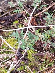 Pentagramma triangularis