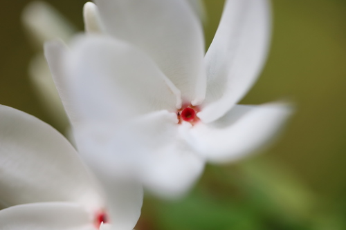 Kopsia singapurensis