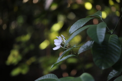 Kopsia singapurensis, photograph (c) Steven Bodzin, some rights reserved (CC BY)