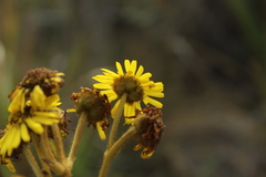 Espeletia boyacensis