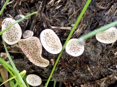 Poronia punctata