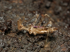 Stenolemus bituberus