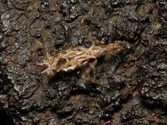 Stenolemus bituberus