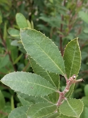 Heteromeles arbutifolia