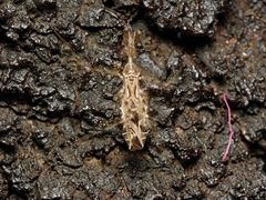 Stenolemus bituberus