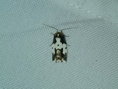 Bryolymnia roma