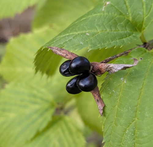 Rhodotypos scandens