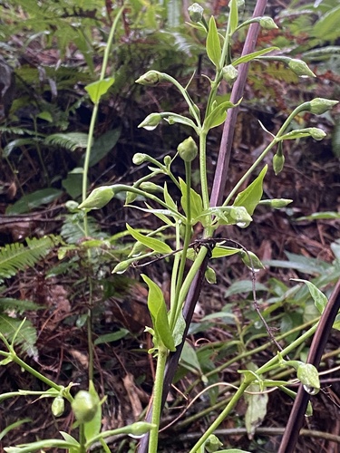 Swertia shintenensis, photograph 5