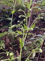 author not stated, no rights reserved Swertia shintenensis, photograph author not stated, no rights reserved