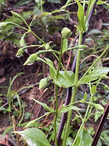 Swertia shintenensis, photograph 6