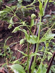 Swertia shintenensis, photograph author not stated, no rights reserved