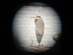 Ardea herodias