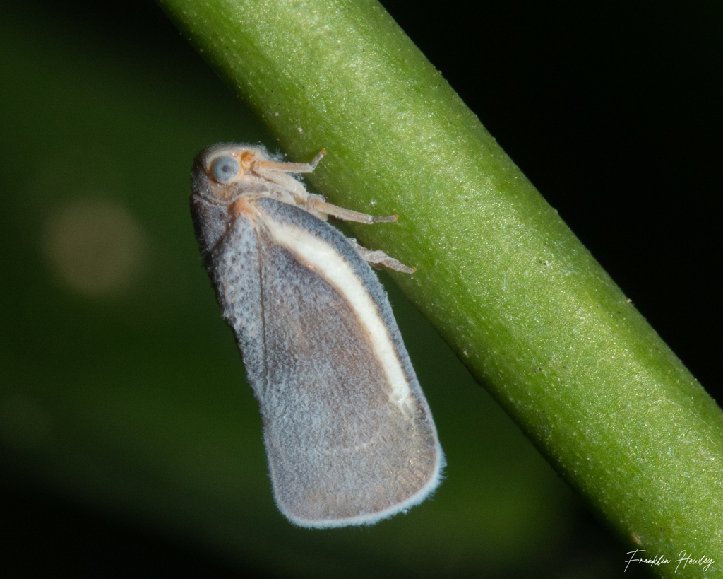Sea Grape Flatid