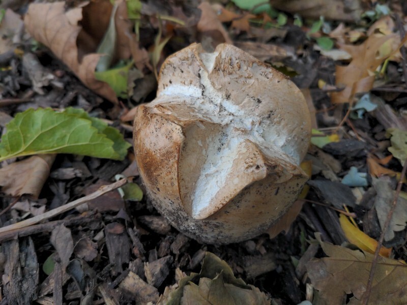 Calvatia gigantea